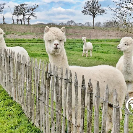 Domaine Des Mazures, 17 Personnes Niafles