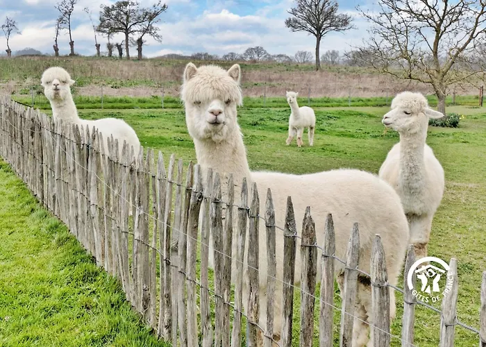 Domaine Des Mazures, 17 Personnes Niafles
